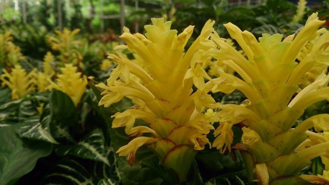 אפלנדרה (צמח הזברה) (Aphelandra squarrosa / Zebra Plant)