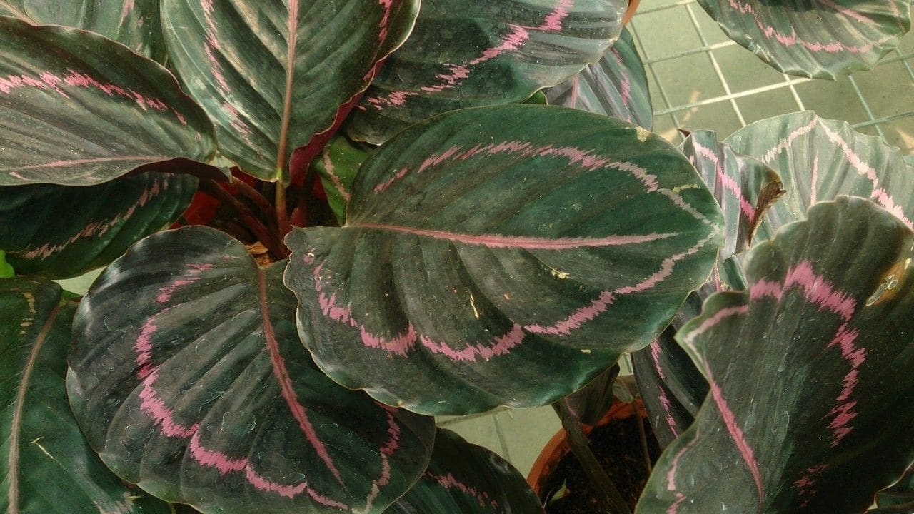 קלתאה רוזאופיקטה (קלתאה מצוירת) (Calathea roseopicta / Rose-Painted Calathea)