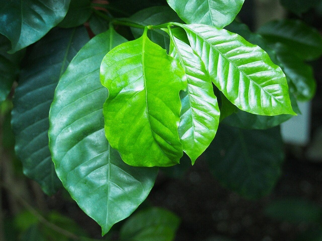 קפה ערבי (צמח הקפה) (Coffea arabica / Coffee Plant)