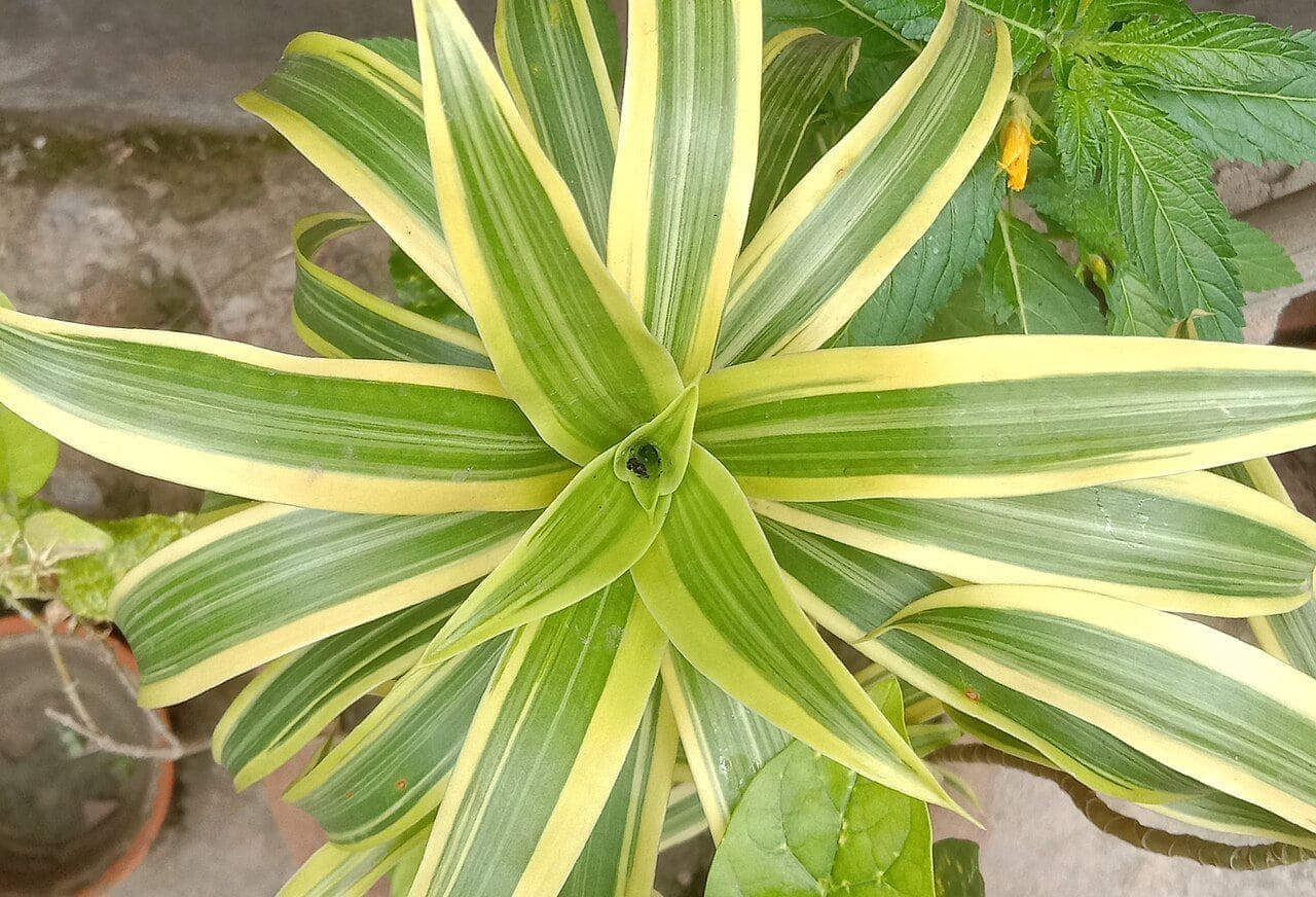 דרצנה רפלקסה (שיר הודו) (Dracaena reflexa / Song of India)