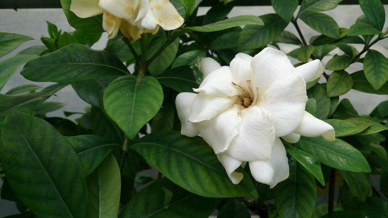 גרדניה (Gardenia jasminoides / Gardenia (Cape Jasmine))